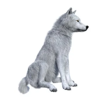 3D Rendering Arctic Wolf on White 스톡 일러스트