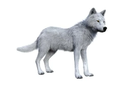 3D Rendering Arctic Wolf on White Stock Illustration