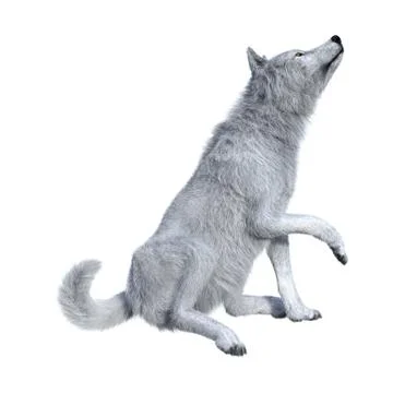 3D Rendering Arctic Wolf on White Stock Illustration