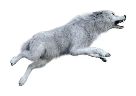 3D Rendering Arctic Wolf on White Stock Illustration