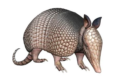 3D Rendering Armadillo on White Ilustración de archivo