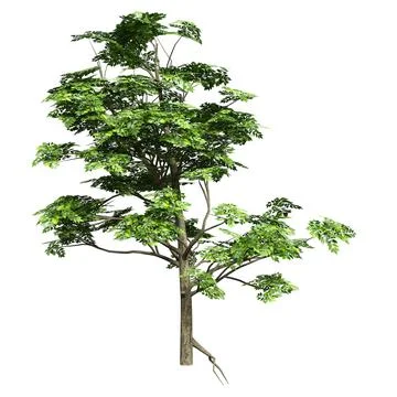 3D Rendering Ash Tree on White Stock Illustration