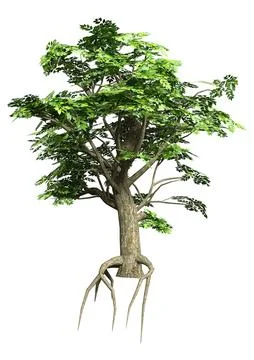 3D Rendering Ash Tree on White Stock Illustration