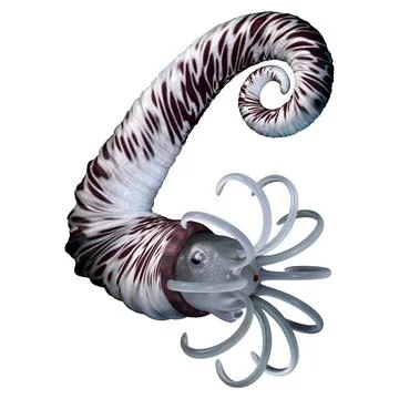 3D Rendering Audouliceras Mollusc on White Stock Illustration
