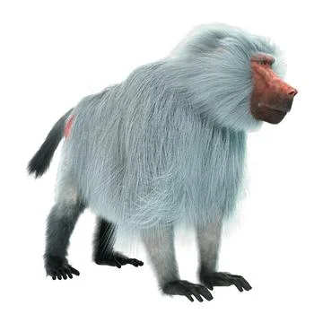 3D Rendering Baboon on White Stock Illustration