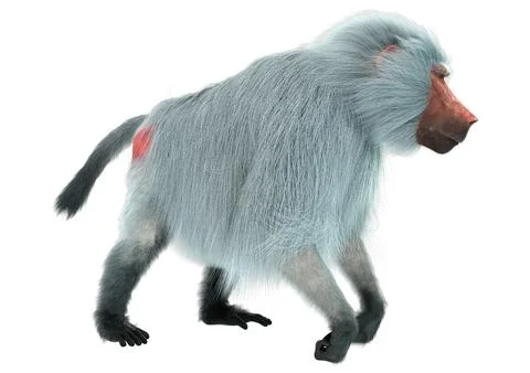 3D Rendering Baboon on White Stock Illustration