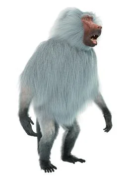 3D Rendering Baboon on White Stock Illustration