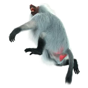 3D Rendering Baboon on White Stock Illustration
