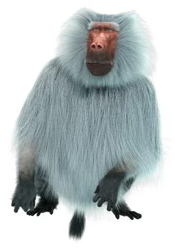 3D Rendering Baboon on White Stock Illustration