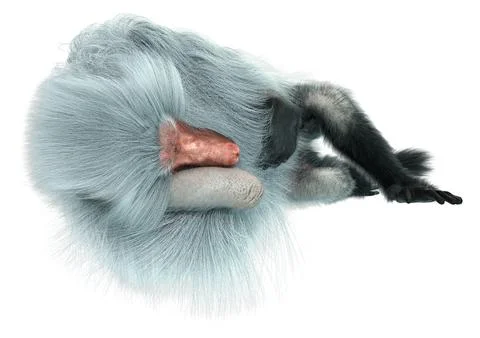 3D Rendering Baboon on White Stock Illustration