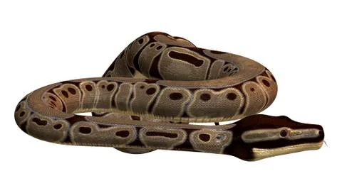 3D Rendering Ball Python on White Stock Illustration