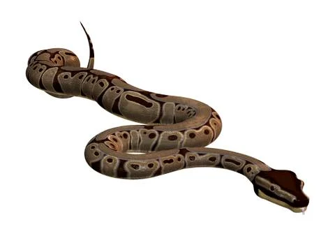 3D Rendering Ball Python on White Stock-Illustration
