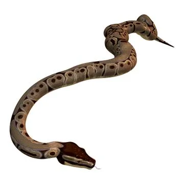 3D Rendering Ball Python on White Stock-Illustration