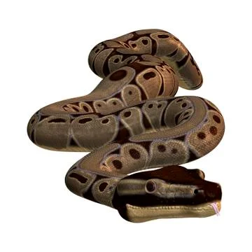 3D Rendering Ball Python on White Stock Illustration