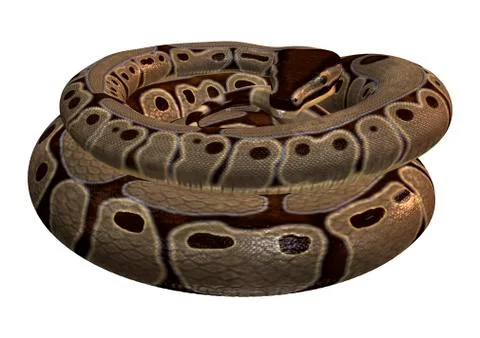 3D Rendering Ball Python on White Stock-Illustration