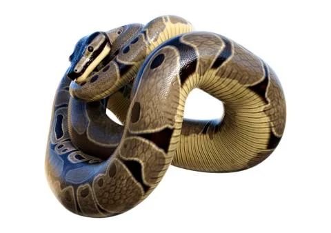 3D Rendering Ball Python on White Stock Illustration