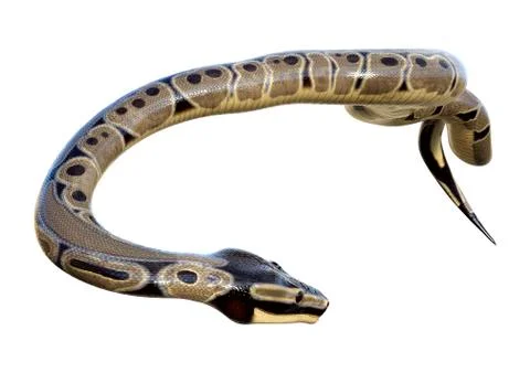 3D Rendering Ball Python on White Illustration