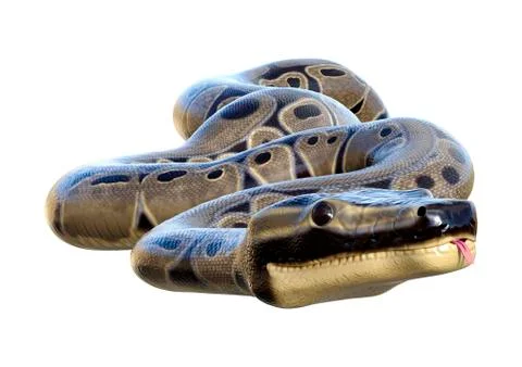 3D Rendering Ball Python on White Stock-Illustration