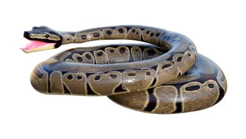 3D Rendering Ball Python on White Stock-Illustration