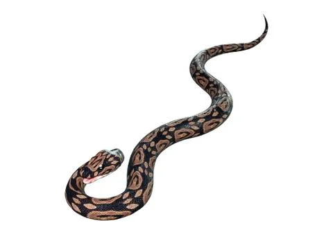 3D Rendering Ball Python on White Stock-Illustration