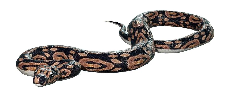 3D Rendering Ball Python on White Stock-Illustration