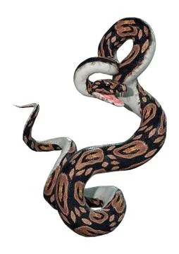 3D Rendering Ball Python on White Stock-Illustration