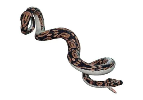 3D Rendering Ball Python on White Stock-Illustration