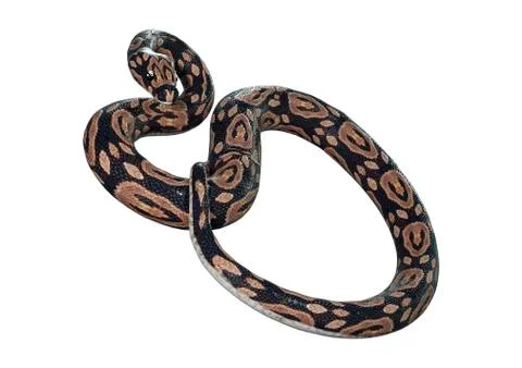 3D Rendering Ball Python on White Stock Illustration
