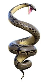 3D Rendering Ball Python on White Stock-Illustration