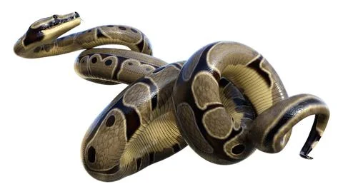 3D Rendering Ball Python on White Stock Illustration