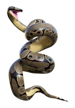3D Rendering Ball Python on White Stock-Illustration