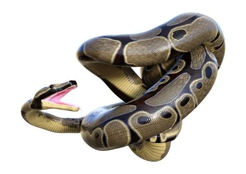 3D Rendering Ball Python on White Stock Illustration