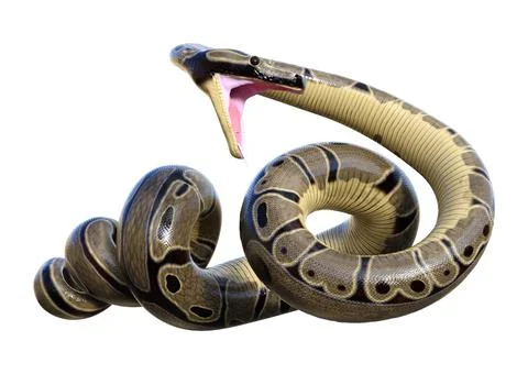 3D Rendering Ball Python on White Stock-Illustration