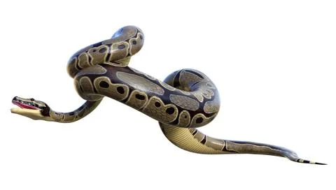 3D Rendering Ball Python on White Stock-Illustration