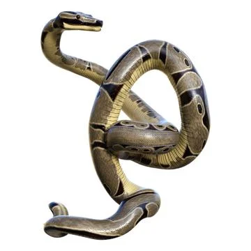 3D Rendering Ball Python on White Stock-Illustration
