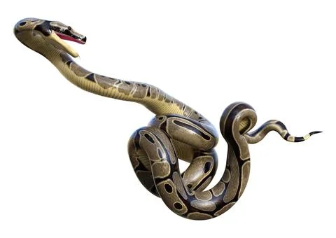 3D Rendering Ball Python on White Stock-Illustration
