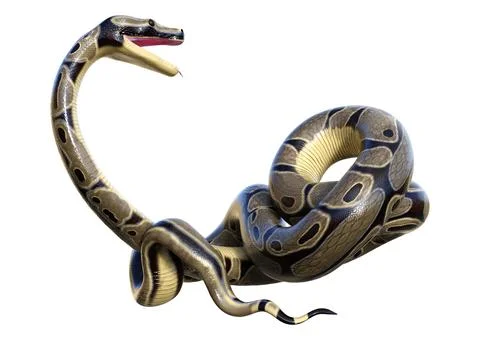 3D Rendering Ball Python on White Stock Illustration