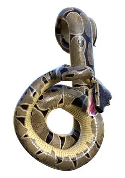 3D Rendering Ball Python on White Stock-Illustration