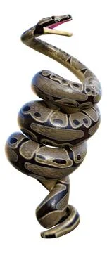 3D Rendering Ball Python on White Stock-Illustration
