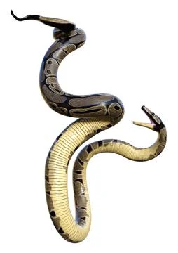 3D Rendering Ball Python on White Stock-Illustration