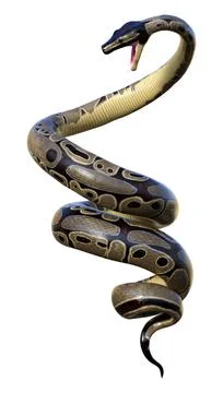 3D Rendering Ball Python on White Stock-Illustration
