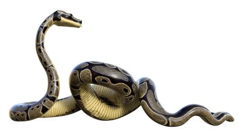 3D Rendering Ball Python on White Stock-Illustration
