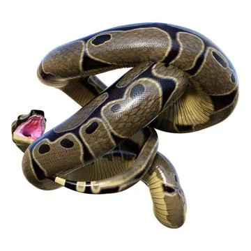 3D Rendering Ball Python on White Stock-Illustration