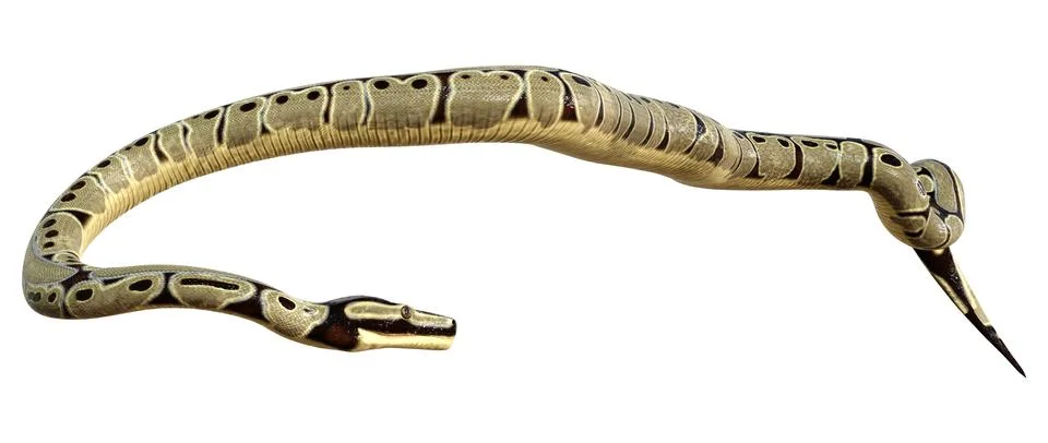 3D Rendering Ball Python on White Stock-Illustration