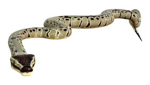 3D Rendering Ball Python on White Stock Illustration