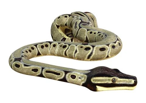 3D Rendering Ball Python on White Stock Illustration