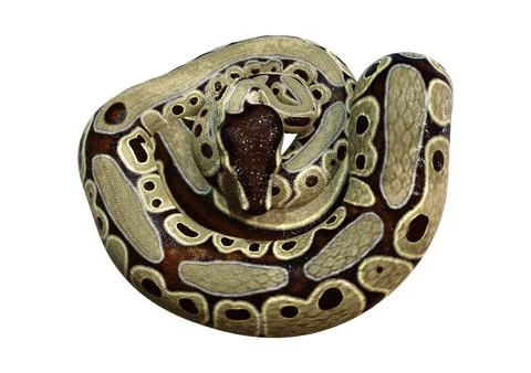 3D Rendering Ball Python on White Stock-Illustration