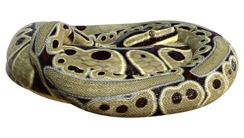 3D Rendering Ball Python on White Stock-Illustration