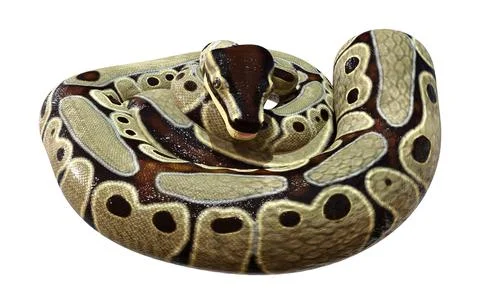 3D Rendering Ball Python on White Stock Illustration