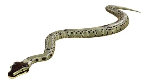 3D Rendering Ball Python on White Stock Illustration